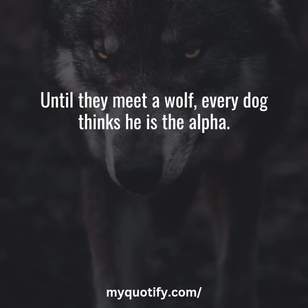 Until they meet a wolf, every dog thinks he is the alpha.